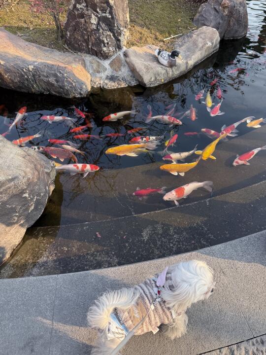 接收这池锦鲤的好运！