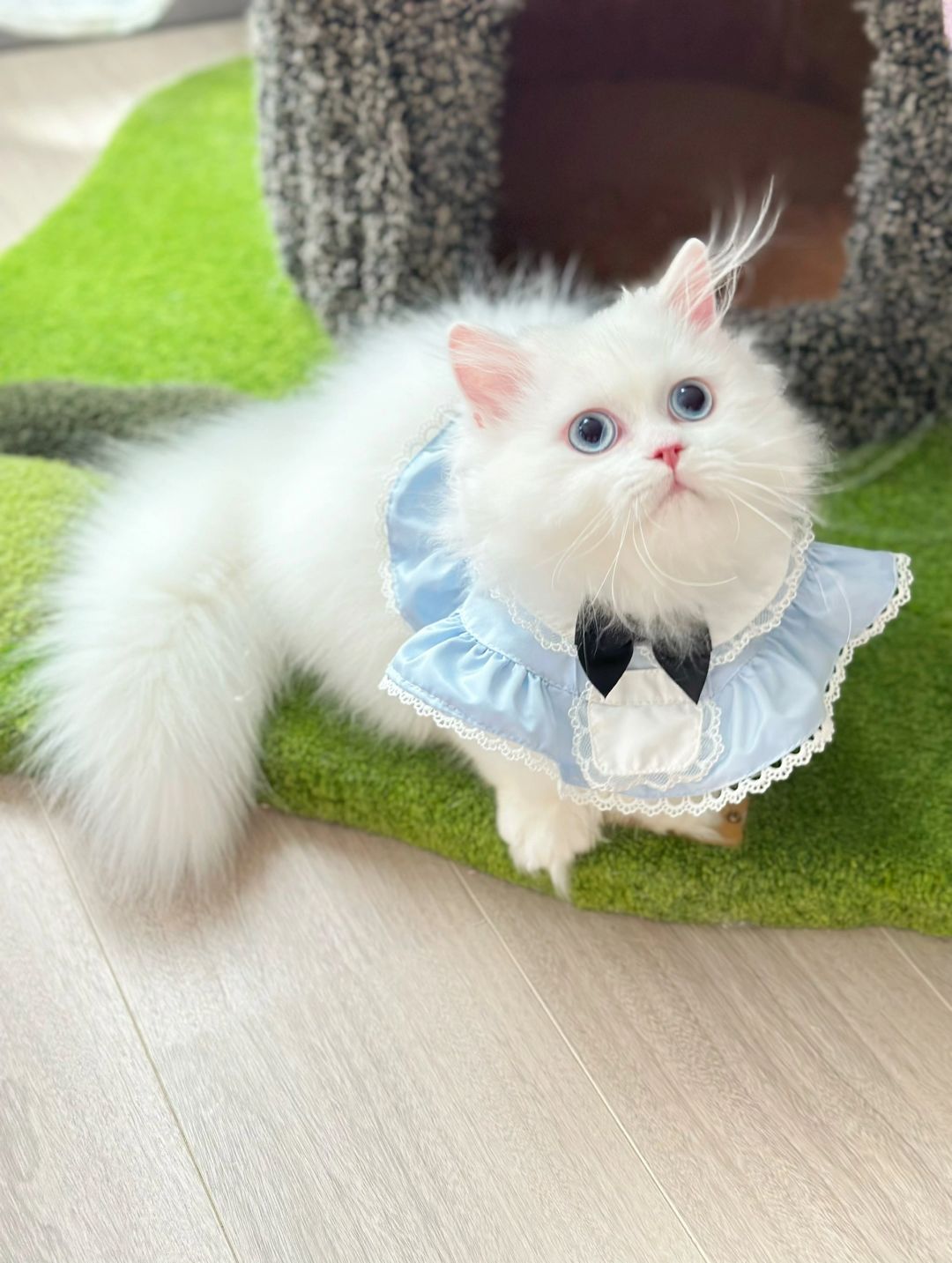 有没有单位要我呀 蓝眼纯白米努特矮脚猫