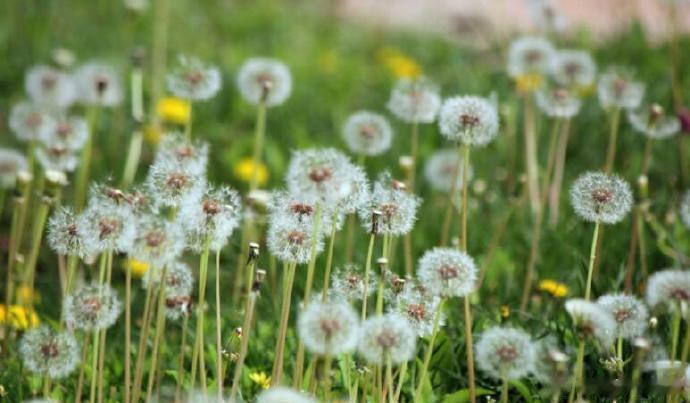 #每天一味中草药# 蒲公英性味苦、甘、寒，归肝、胃经，具有清热解毒、消痈散结和利