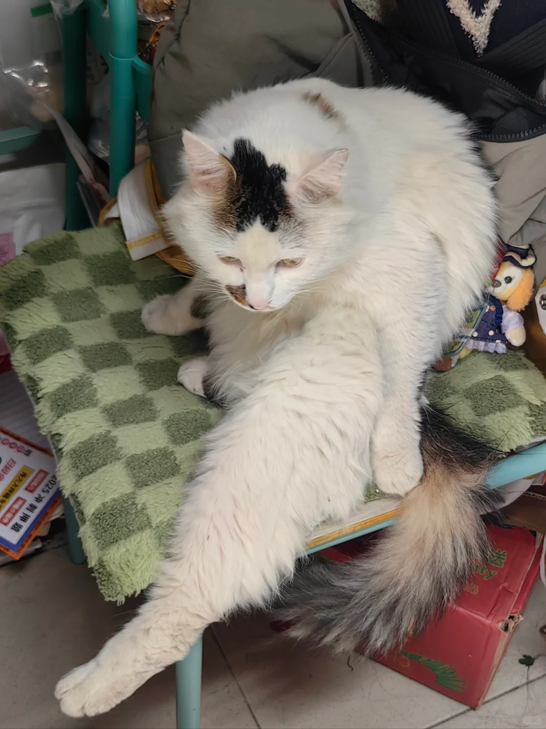 怎么办！室友变成猫了！