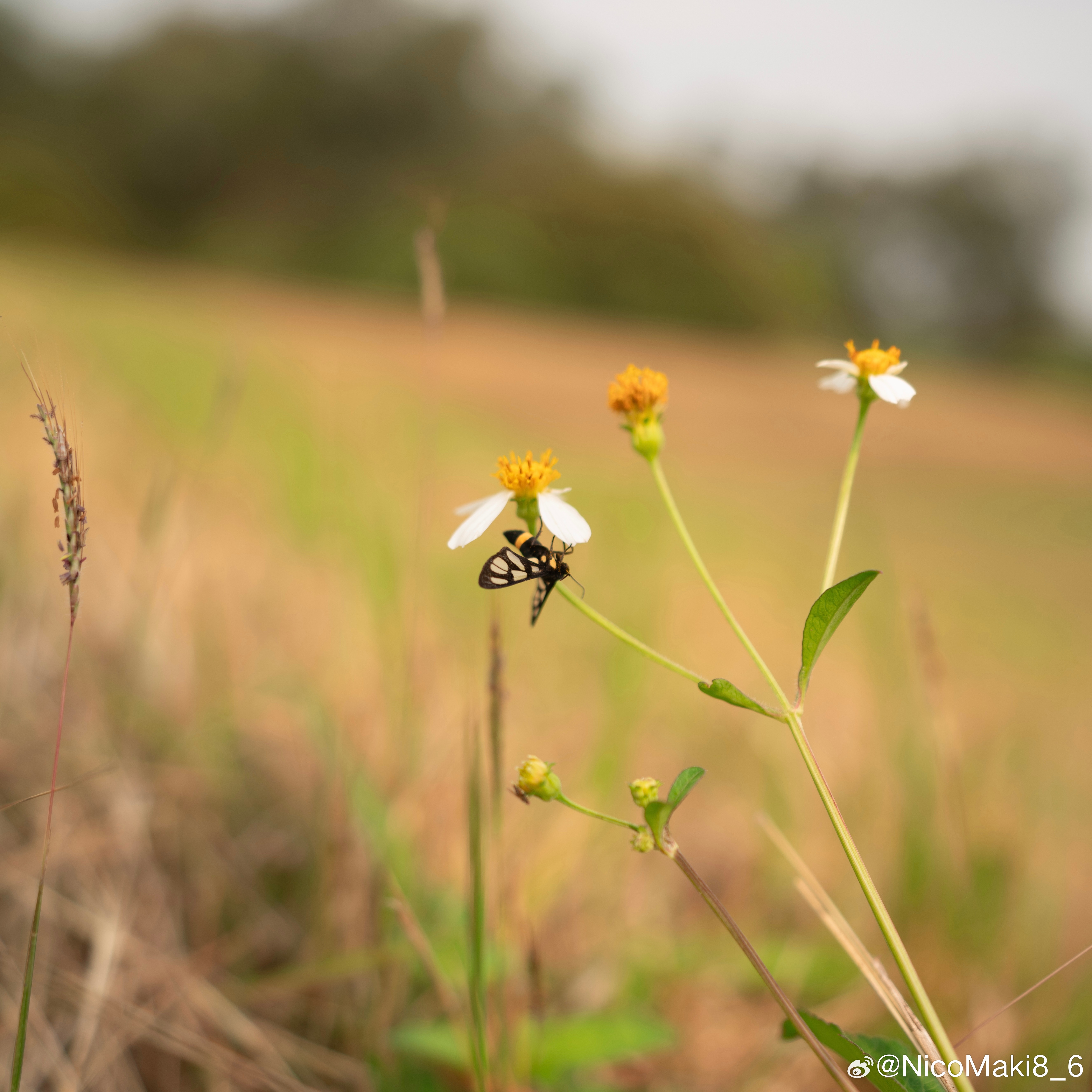 1635贴脸开大拍蝴蝶🤏🏻 佛山