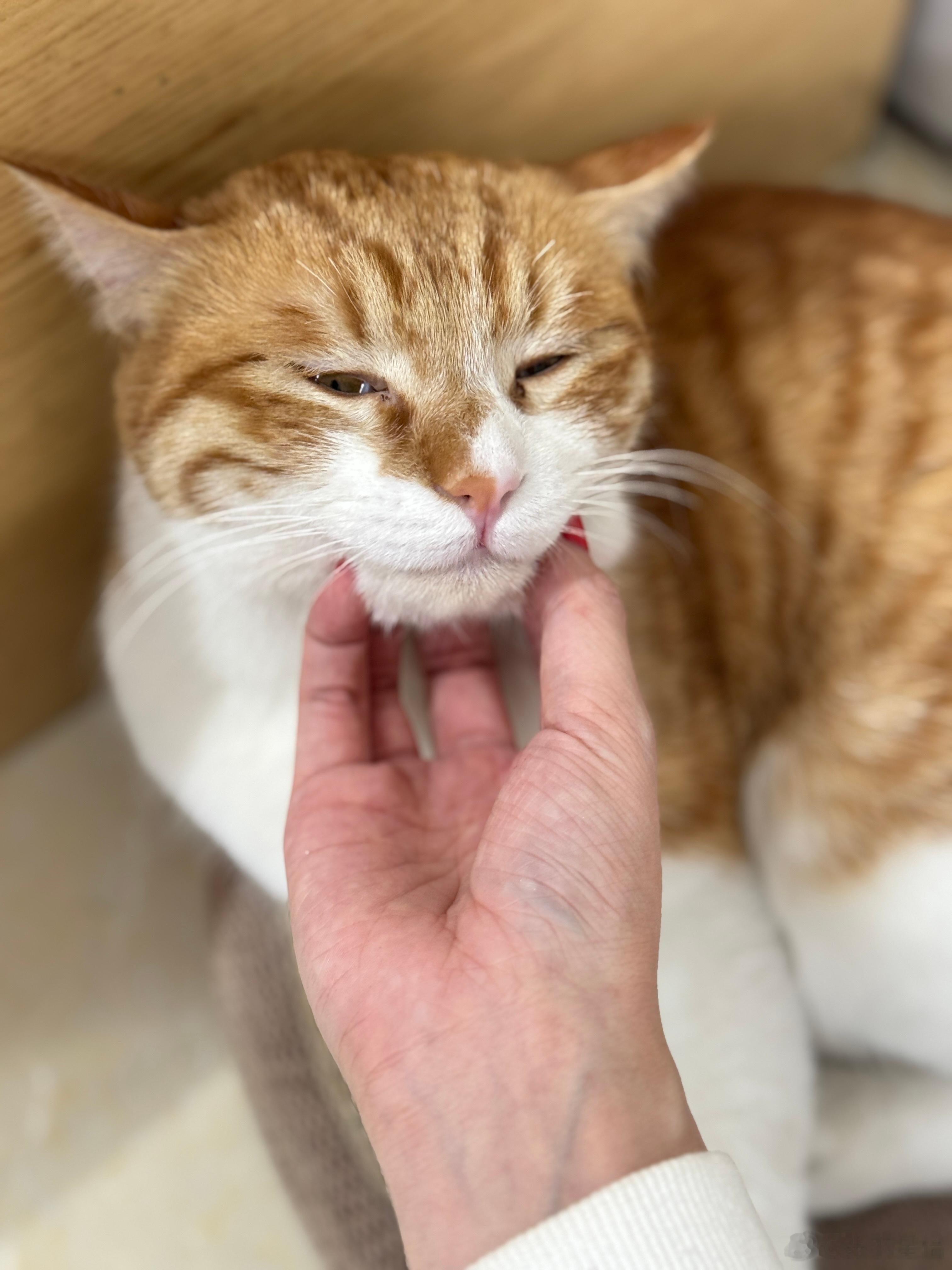 梦里的小猫 好烦不能给他偷走 