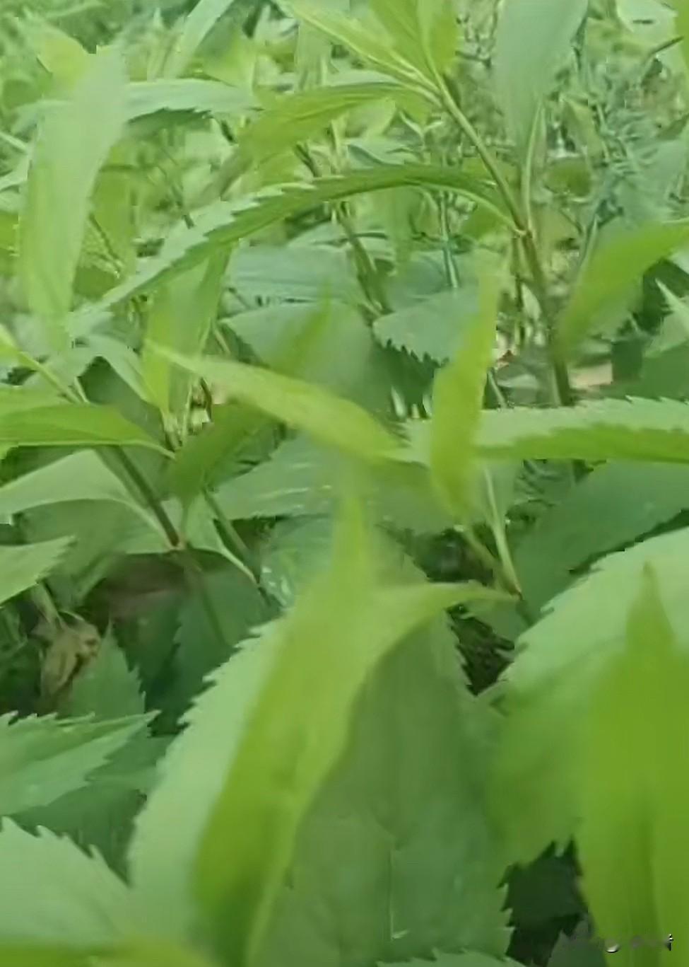 这种草有认识的吗？豫东的朋友应该不陌生，家乡话叫“伤力草”。