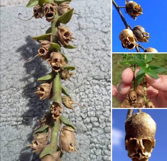 找个没人的地方把你们的AI掏出来，来扫扫这是啥植物 ​​​