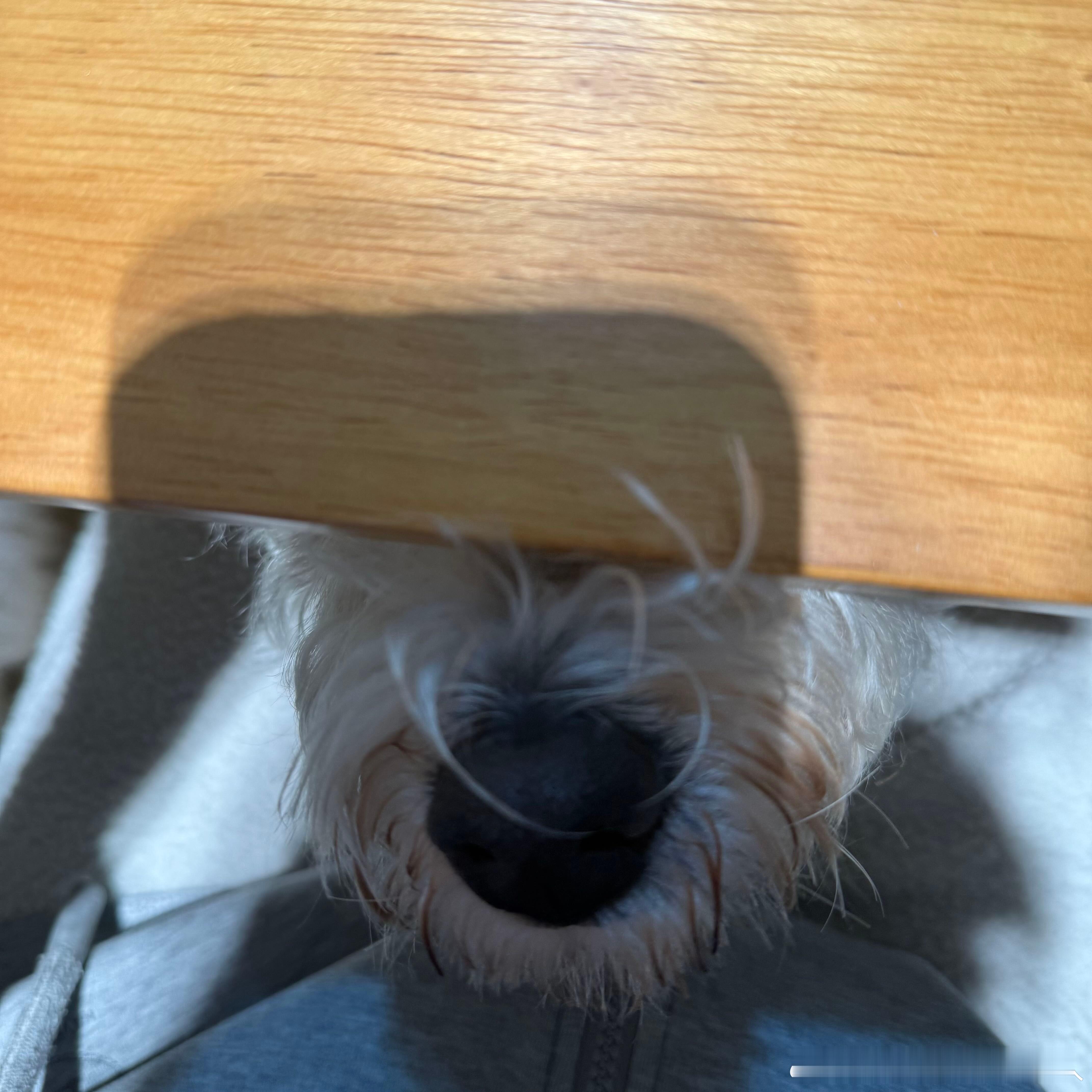 不呆[超话]想在桌子下面捡漏的小呆🐶 ​​​