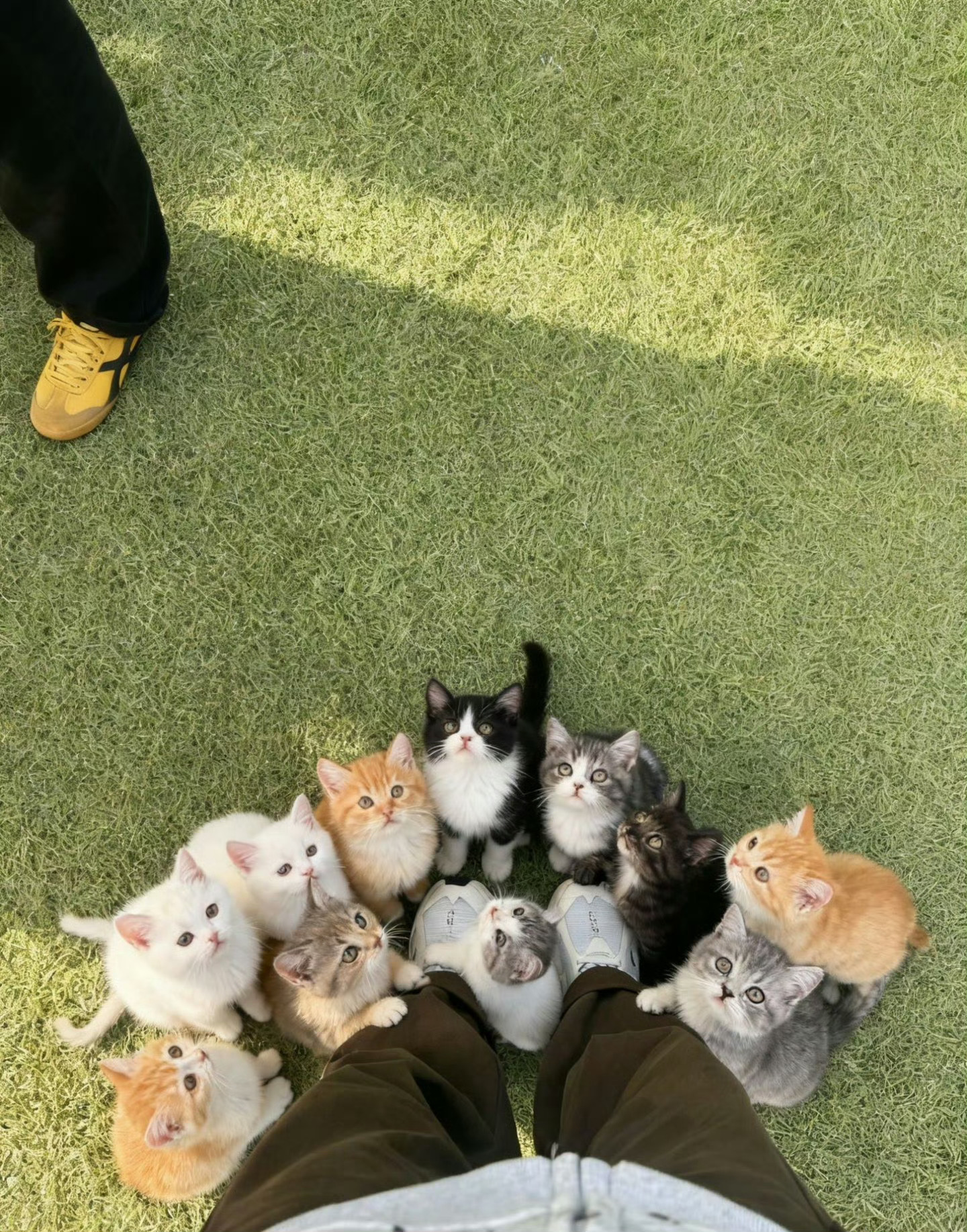 被猫咪围攻了