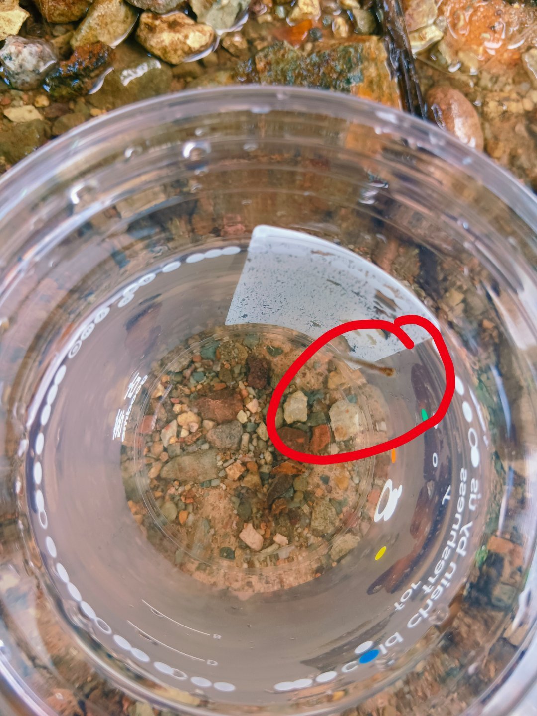 午休陪娃小河道捞虾抓鱼~成果少得可怜~我准备一会回家给放回河里~ 