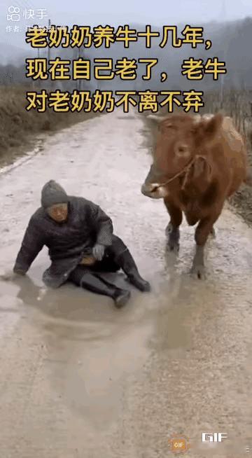老奶奶和自家的牛走在乡村公路上，因为下过雨洛阳面湿滑，老奶奶跌坐在公路上。
这里
