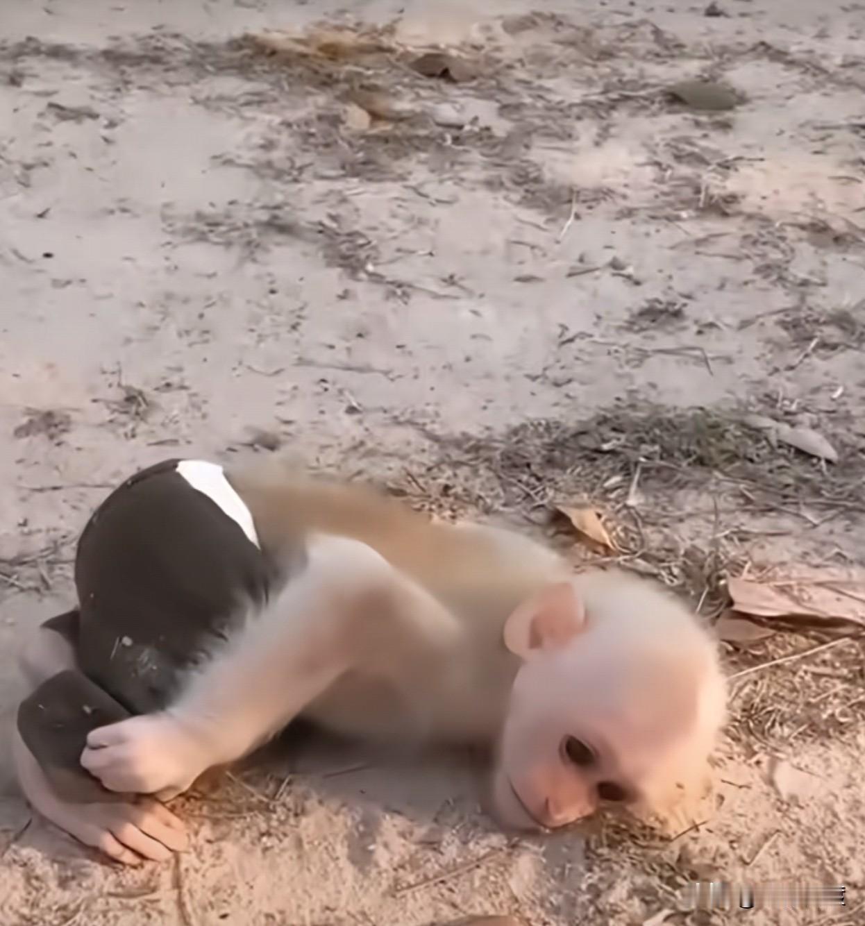 搞笑！

这作人的小猴子，经常跟主人耍泼，还要主人哄哄它。
主人呵斥它说：“”你