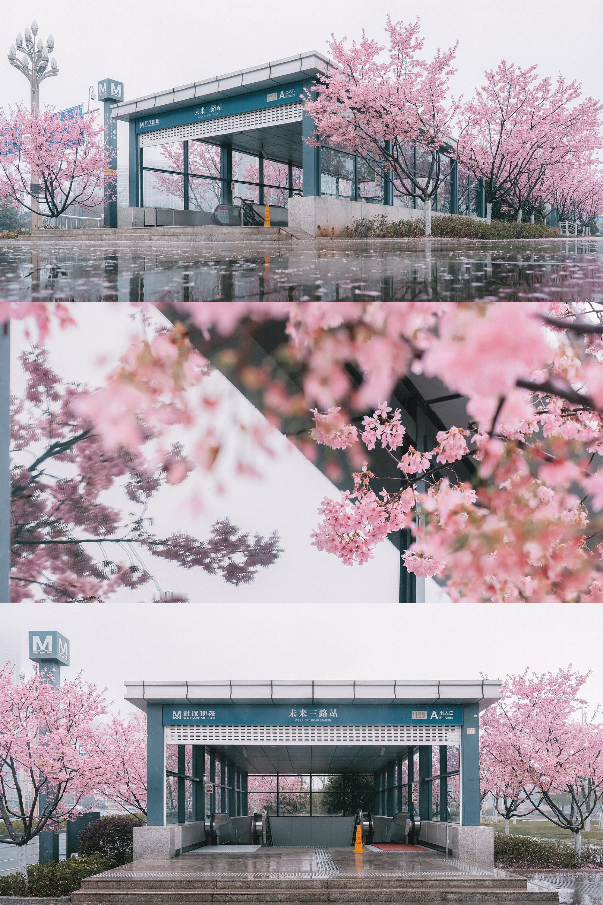今日实况，武汉新晋最美樱花地铁站🌸🚇  11号线未来三路A出入口 ​​​