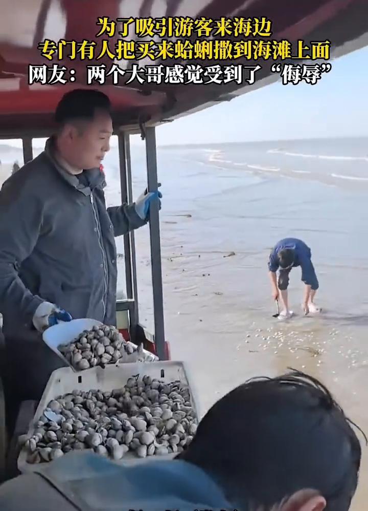 为了吸引游客来海边，专门有人把买来蛤蜊撒到海滩上面。网友：两个大哥感觉受到了"侮