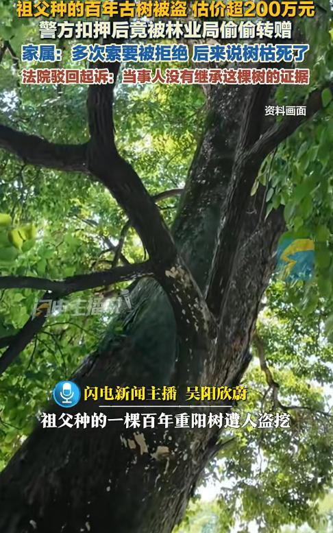 7月29日海南，女子的祖父亲手种了一颗百年重阳树，价值207万，长期生长在家族承