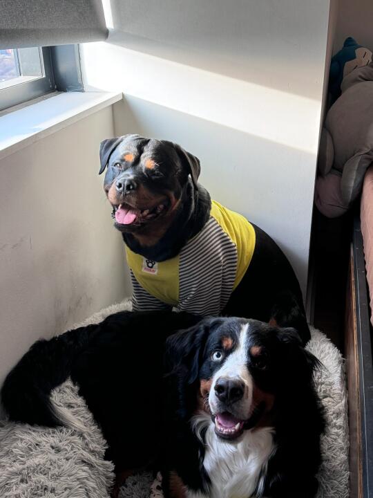 好板正的一只狗