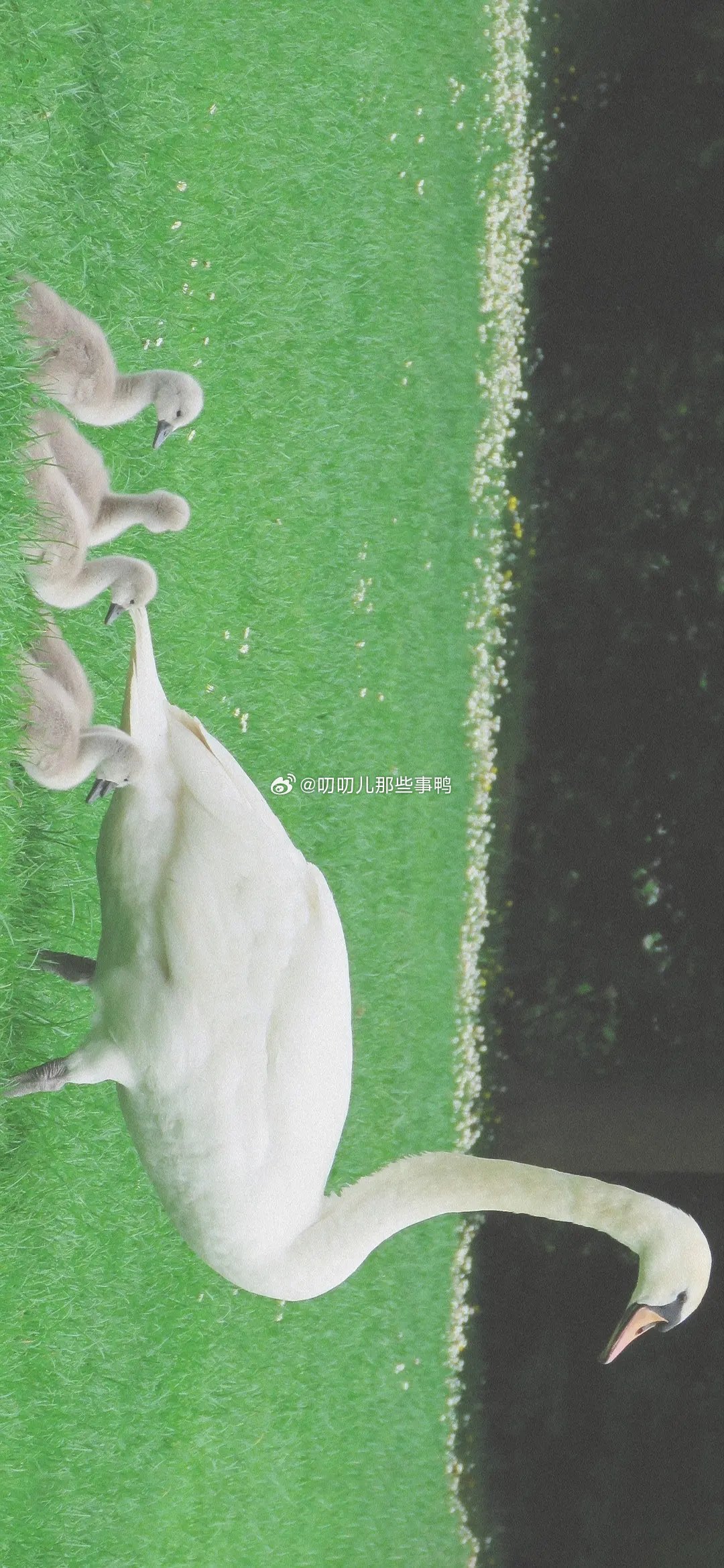 今日🈚投稿，大家早早早鸭～