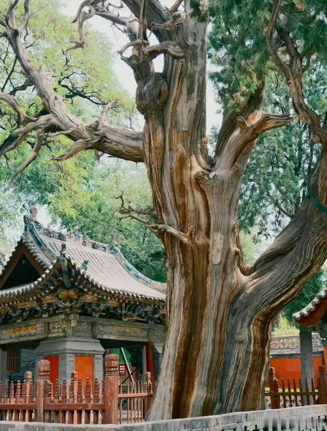 直木成材，弯木成景。人生百态，各有归途。木以不材 得终其天年，人以无为而成其有为