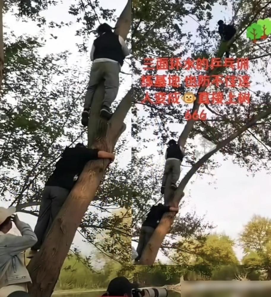 国乒在成都集训，一抬头，好家伙，树上都挂着人了。
 
孙颖莎和王楚钦看见这帮爬树