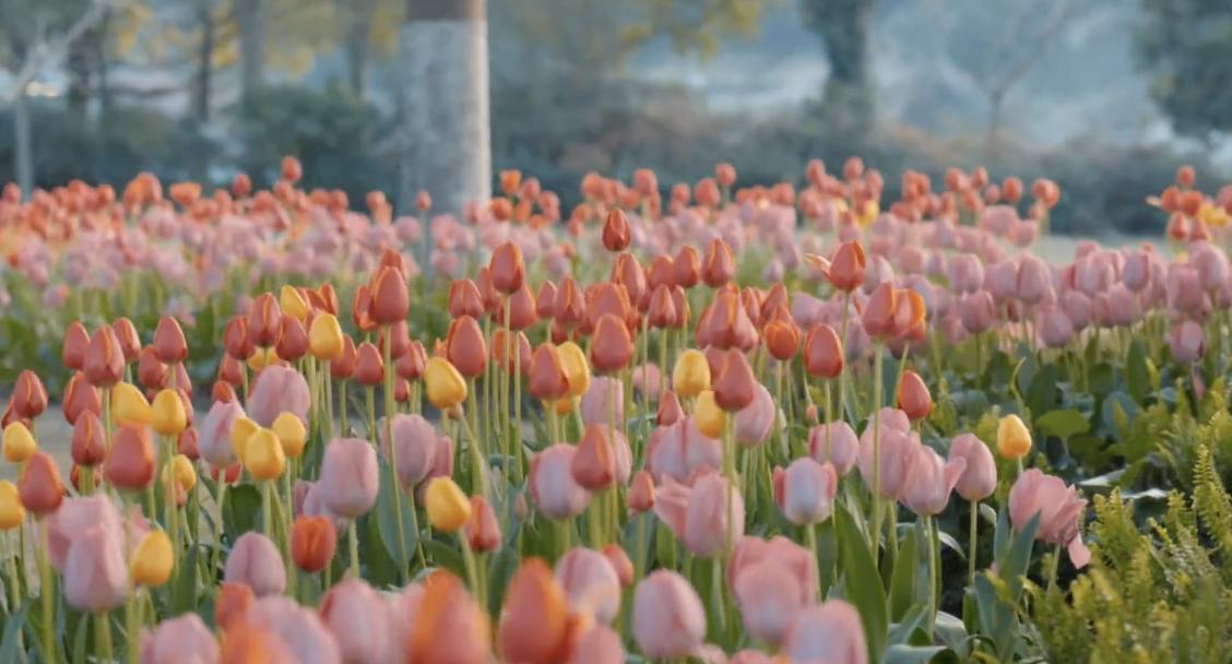 丽水缙云春日打卡新地标，咱本地人都“太子湾”上线，郁金香花海随手出片！再也不用跑