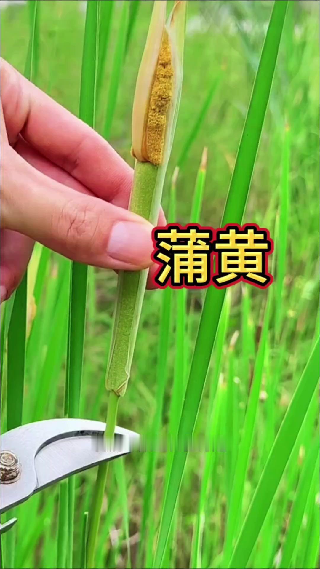 💧香蒲一般生长在河边，如果你在家乡遇到它，可别错过。