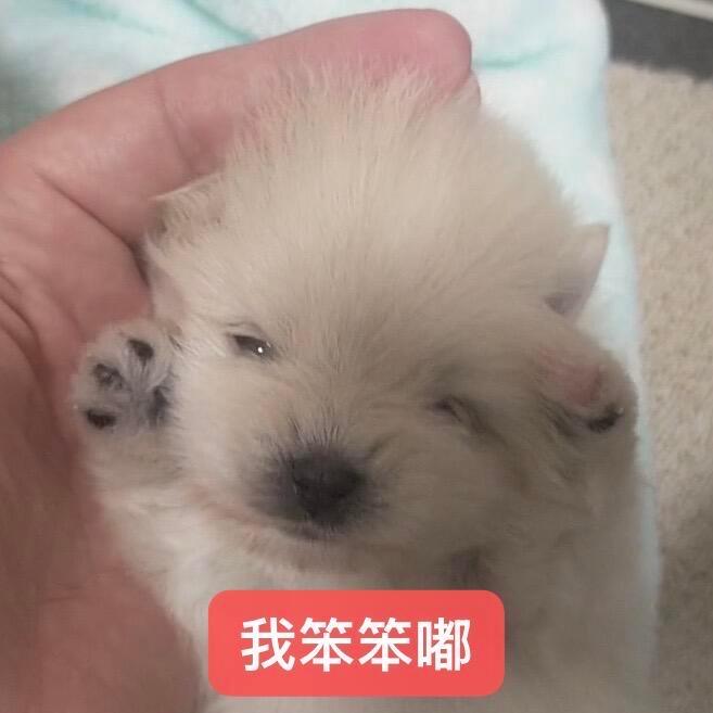 审铿积累