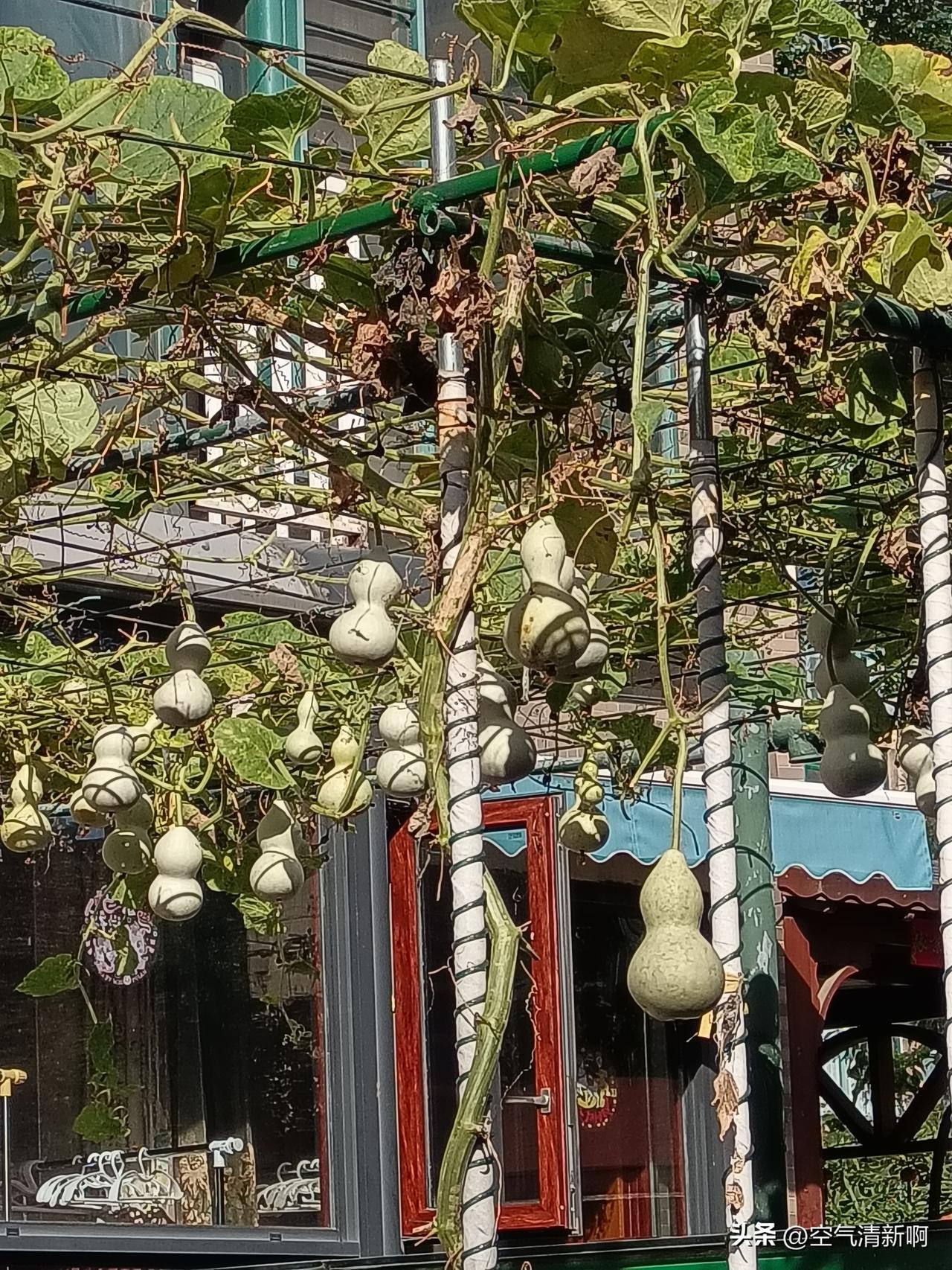 这又是葫芦的爱好者，
种一两棵，
爬满架，
结的到处都是葫芦，
大的，
小的，