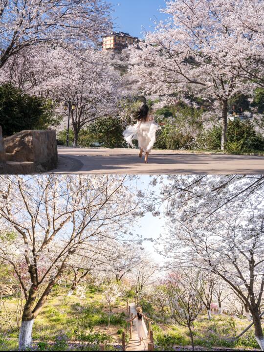 去什么四明山赏樱！🌸这里不香吗？