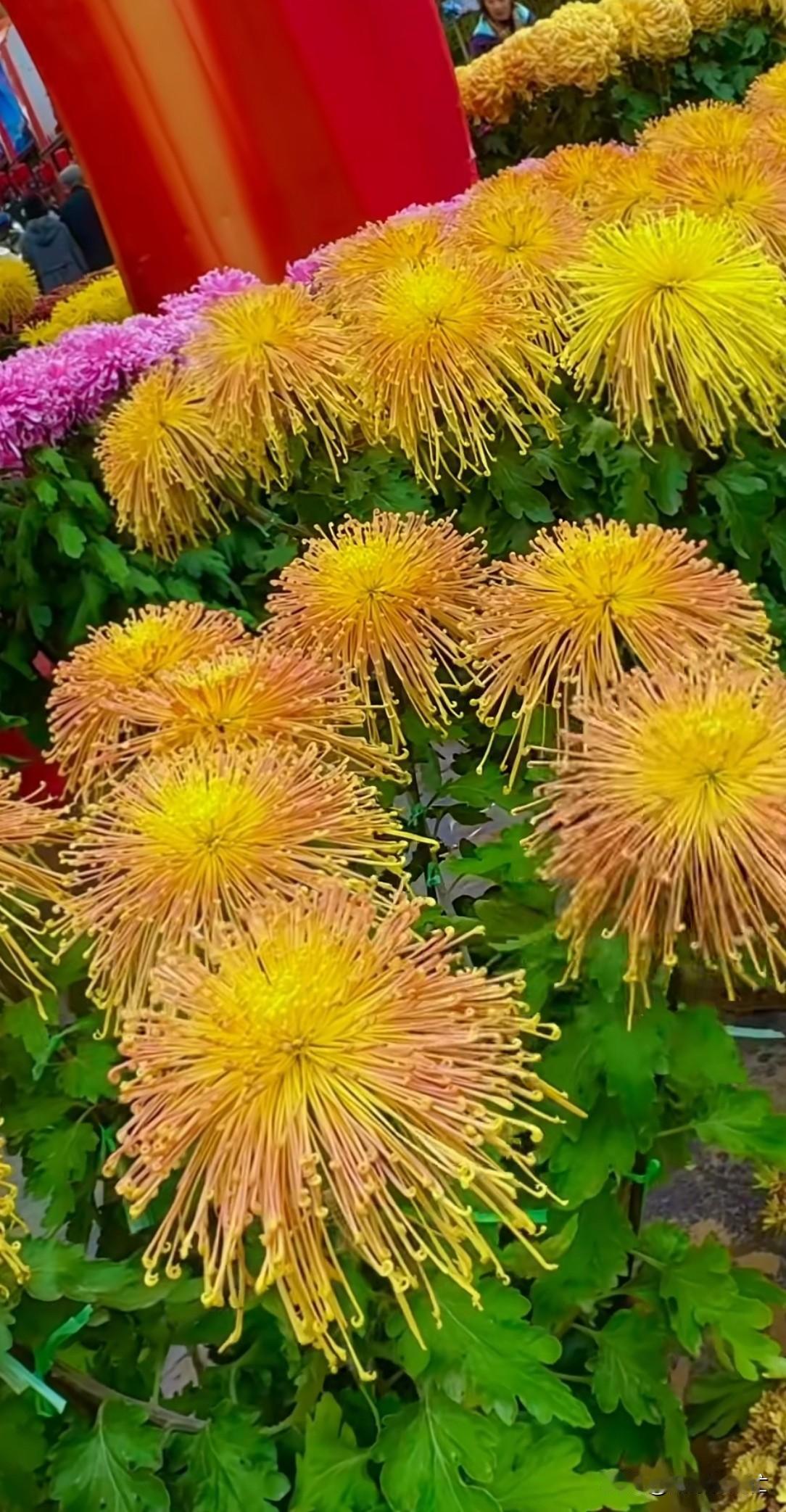千姿百态，视觉盛宴
花 菊花