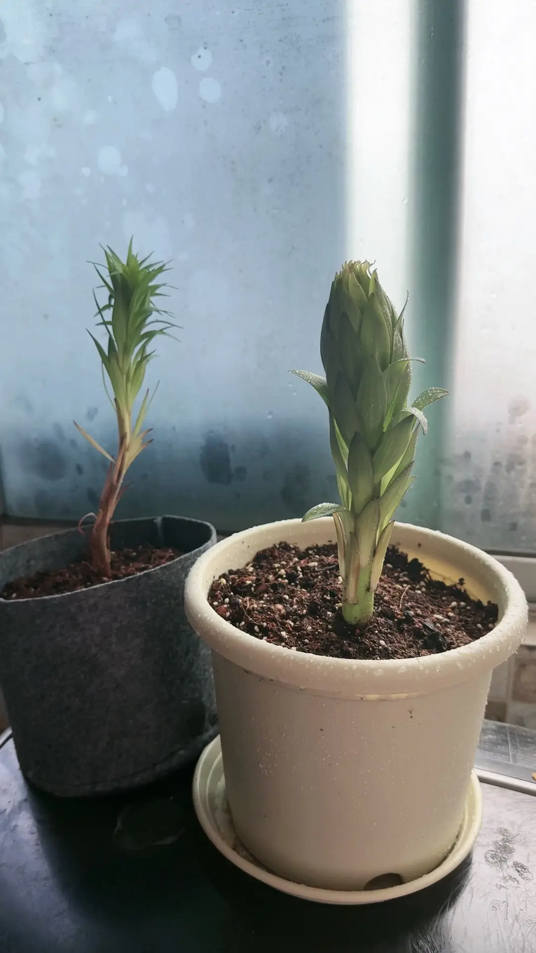 都说百合不能淋雨，盆栽的可以端室内，那地栽的咋办🙄