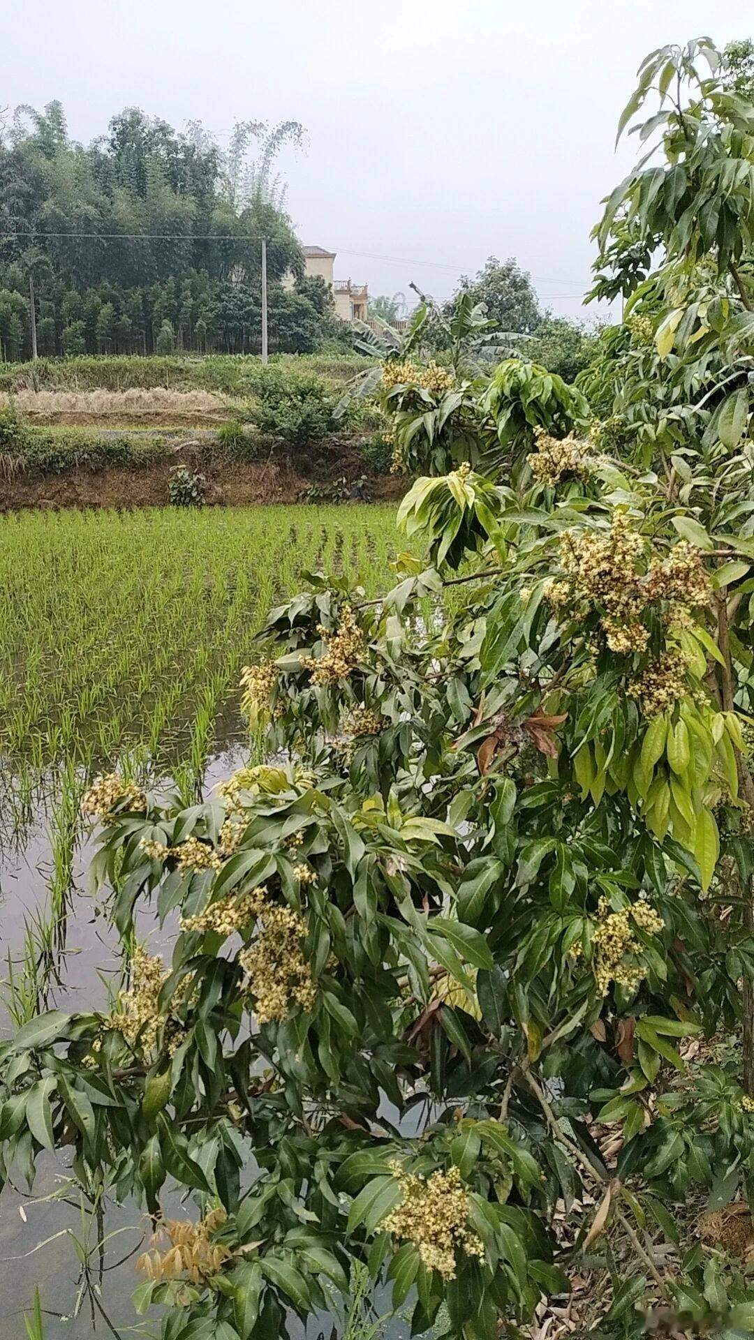 乡下转了转，空气里都是青草香。果树挂满小果子，院墙上三角梅开得正艳，连草莓都偷偷