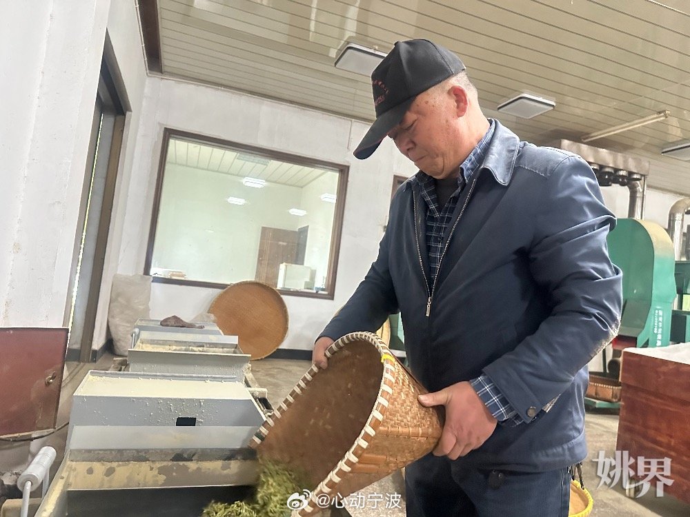 余姚茶梅共生新模式生态致富两不误 余姚牟山镇湖山村宋杨杰深耕农业30余年，探索茶