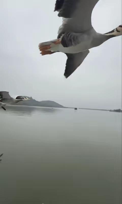 没想到上人民日报了！武汉女子掌心托雁，这一幕治愈全网
 
闲暇驾船游武汉，竟邂逅