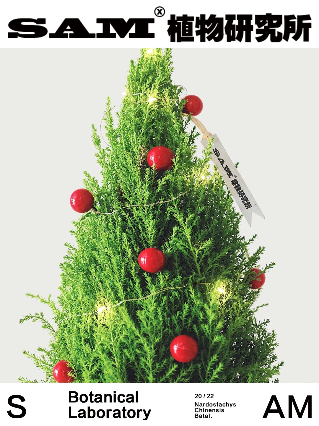圣诞香松｜Cupressus Macrocarpa.