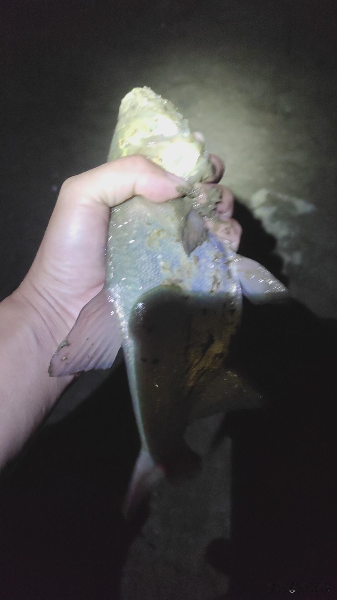 强降温的当天才是最好钓的，很多钓友其实都搞错了！

关于鱼口什么时候最好的问题，