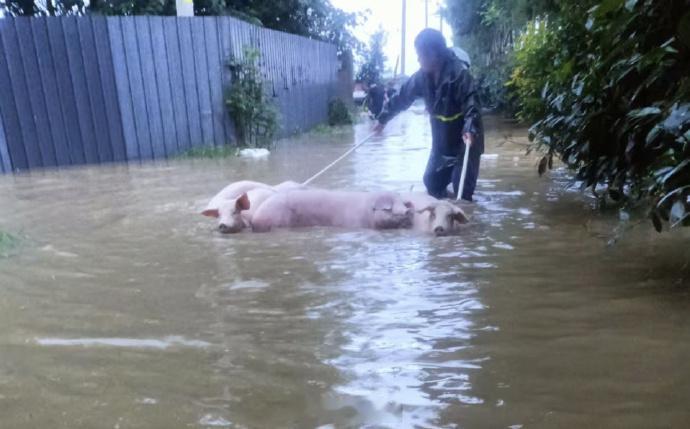 河南一养殖户上千头猪被洪水冲走【河南舞阳一养殖户称上千头猪死亡或被水冲走，当地：