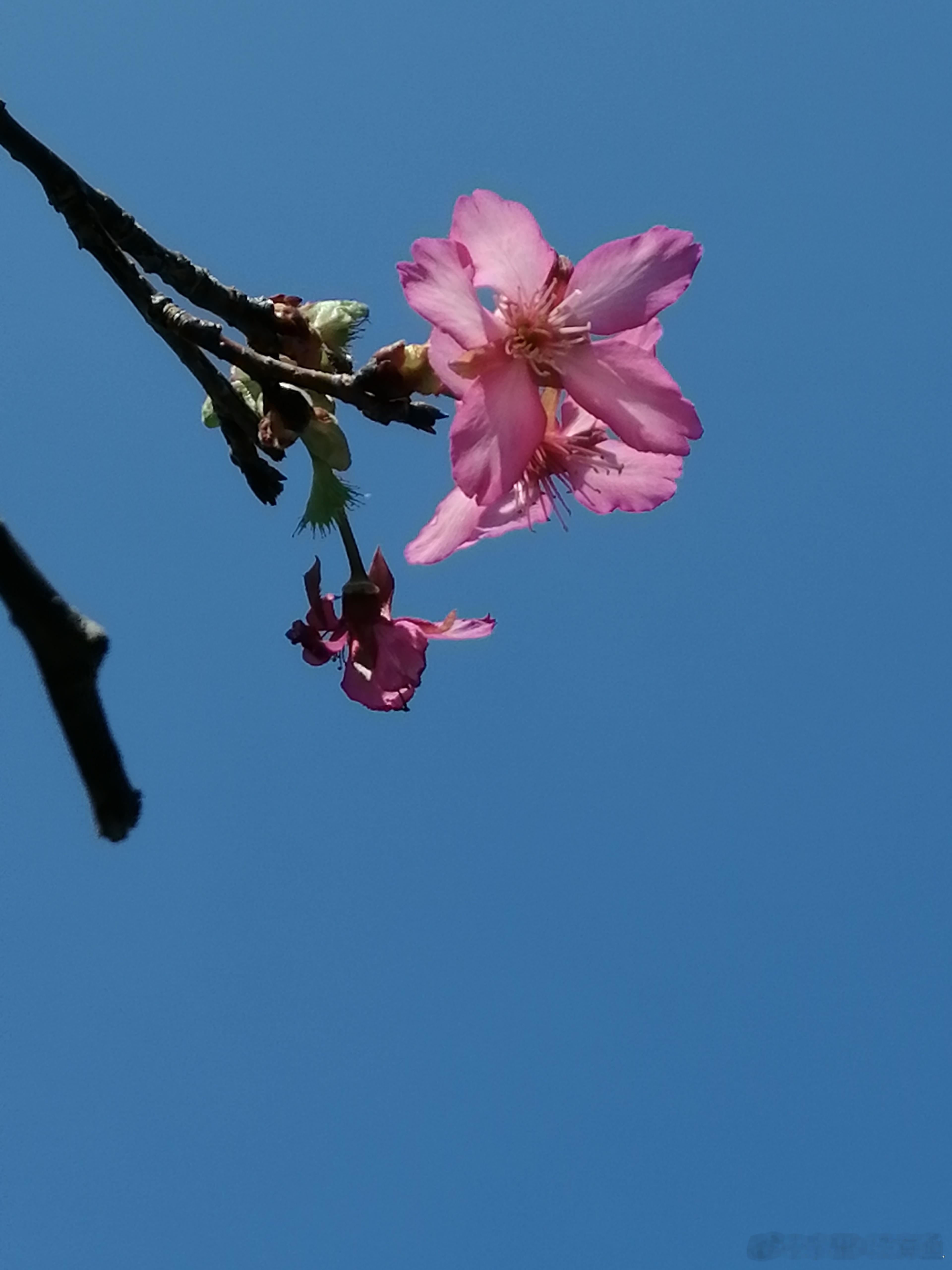 生活手记随手拍美景 这花开得也太早了手机摄影[超话] ​​​