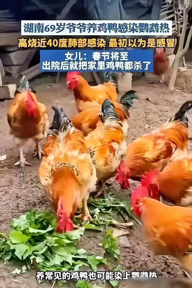 悲剧还是发生了！湖南，一老人为了打发时间，在自家院子里养了20多只鸡鸭，结果有一