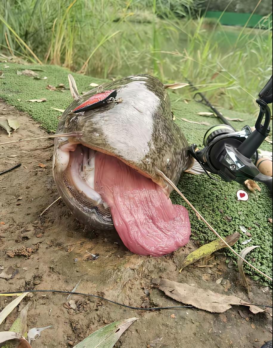 活见久！你们见过有舌头的鱼吗？我反正是第一次见。
挺好奇的！想问问，这到底是什么