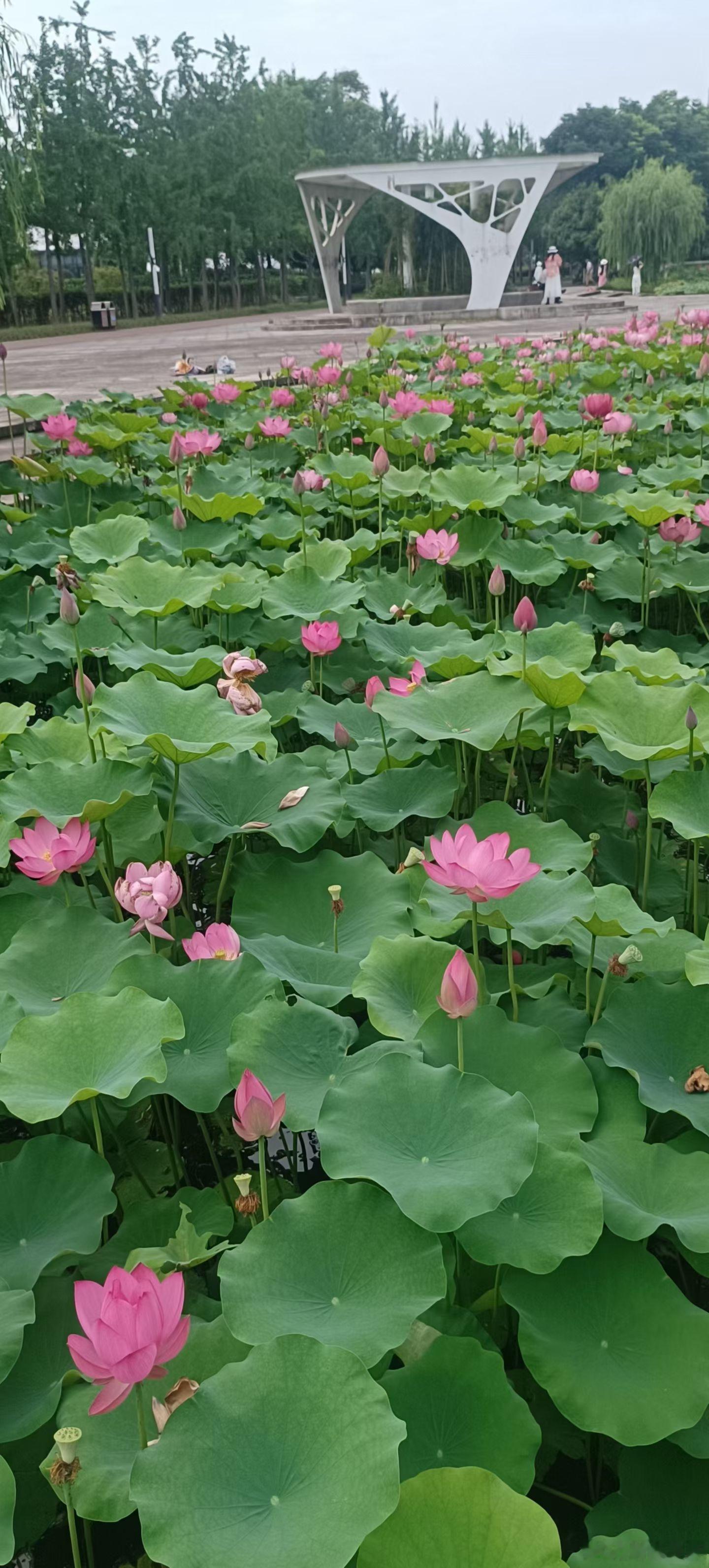 早安你已连续早安问候3315天，昨晚睡了8小时1分钟。今逢观荷节，荷花庆生辰。“