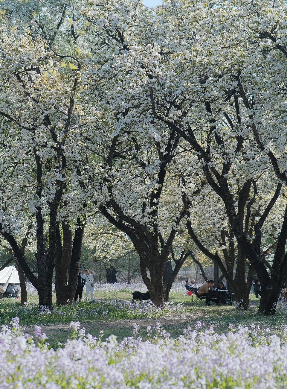 历经了“金三银四”的北京二手房市场，或逐渐恢复平静？

阳春三月，北京二手房中后