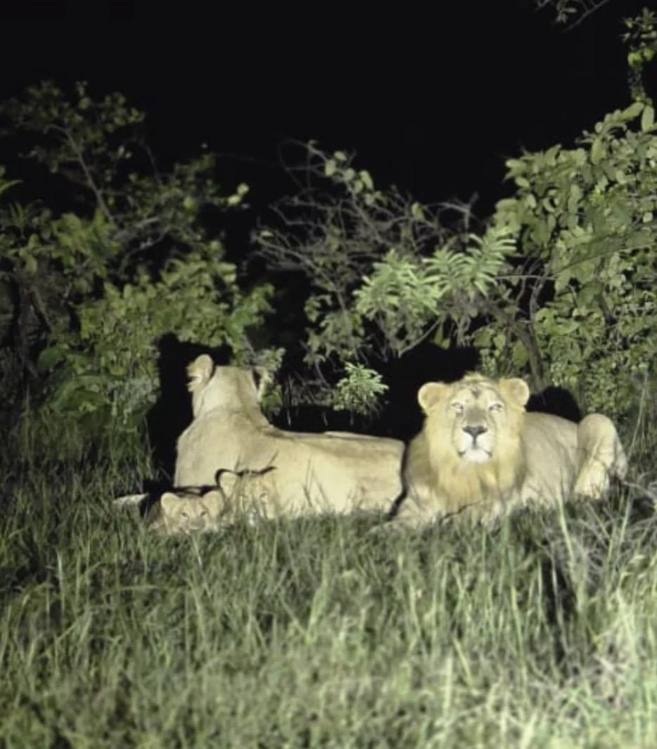 两只亚洲狮宝宝紧紧依偎在爸爸妈妈身边。满满的幸福☺️