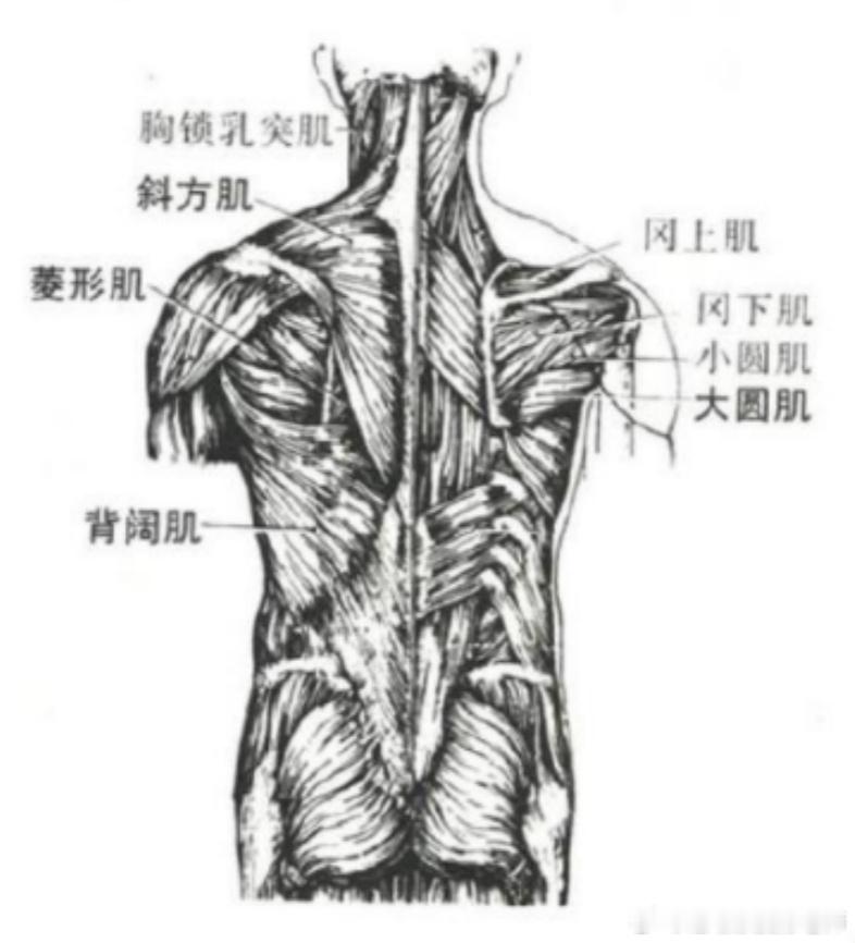 落枕是怎么回事  今天就来讲讲这个生活中常见，但经常不被当成损伤的现象落枕是以颈