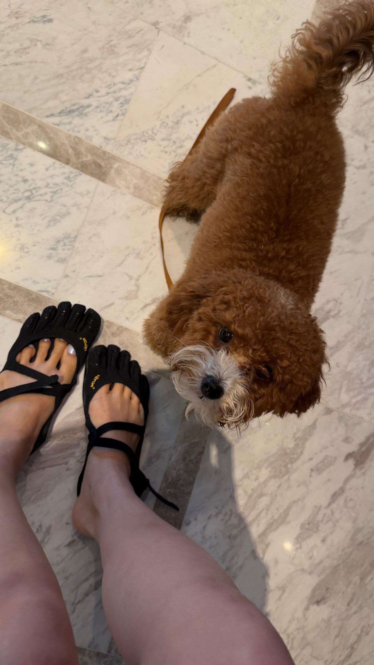 EnjoyJune🐈⬛🐶enjoyjune 我们小dollar就这样萌萌的望