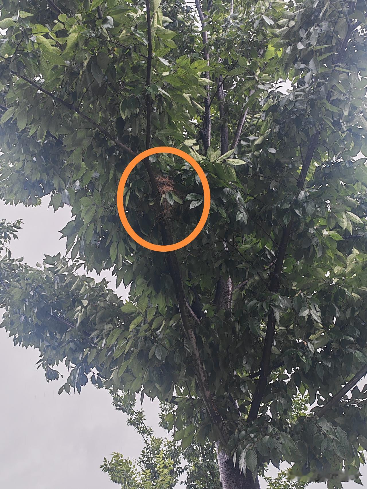 三只幼小的生命在风雨中丧命！

今天还是出去散步了，路上散步的似乎就我们两个人。