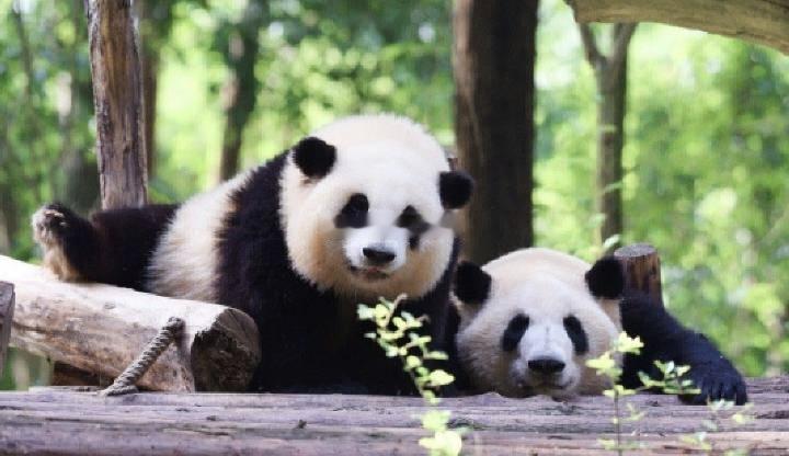 捕获一只熊猫花花 🐼女明星“花花”熊如其名，是一只具有优雅气质的女熊。 ​​​