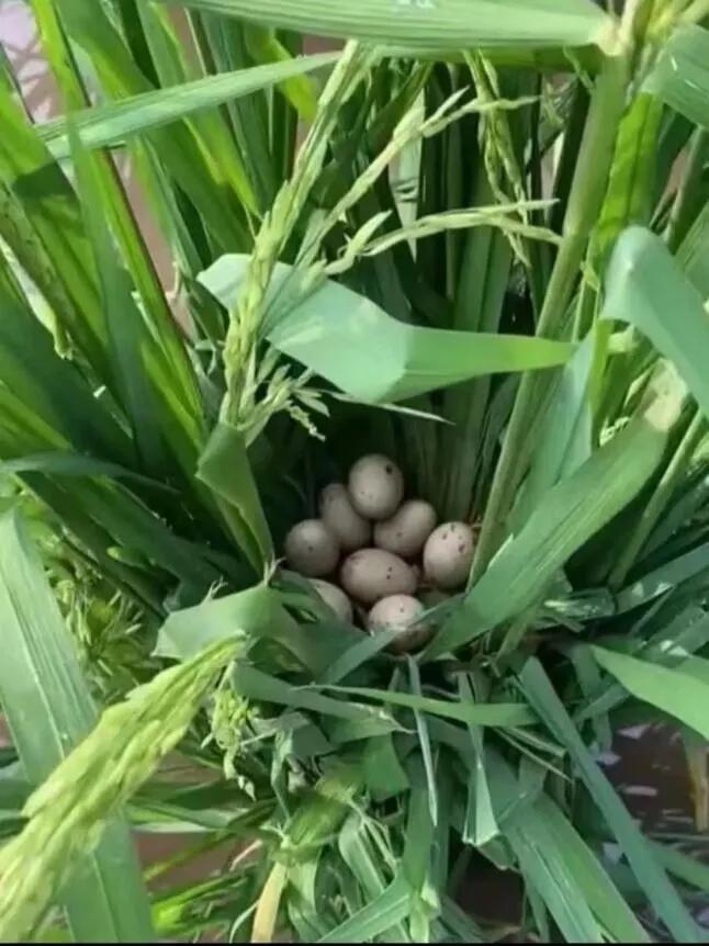地里发现的 这是什么蛋呢？？？？