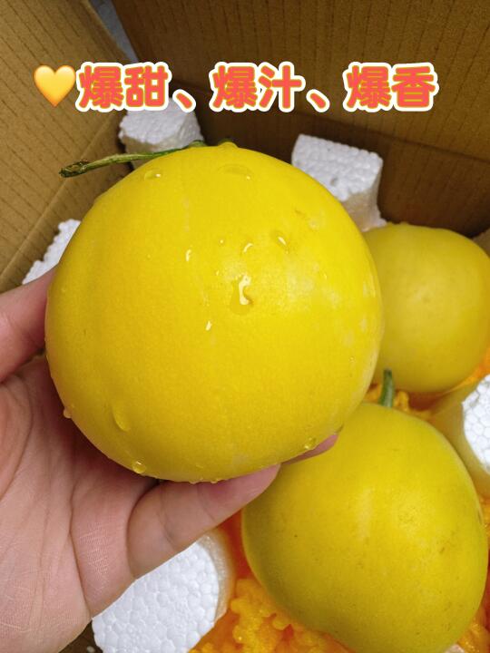 甜瓜中的“劳斯莱斯”爆甜❗爆汁❗爆香❗
