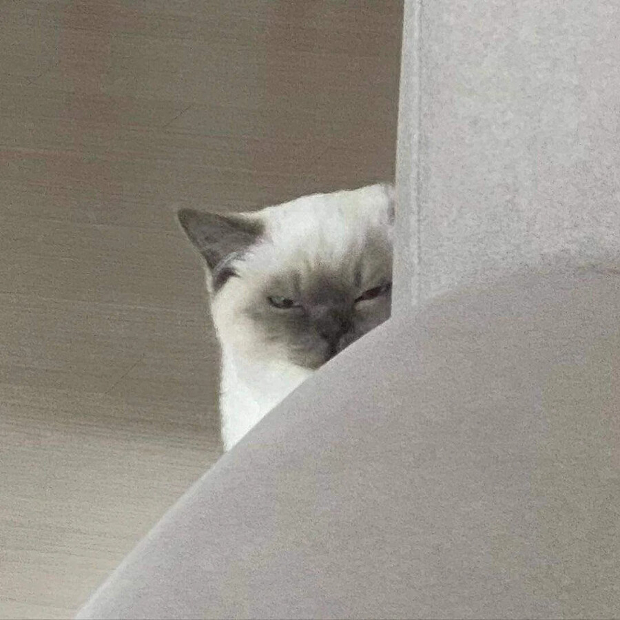 总在监视我的朋友家的猫咪 