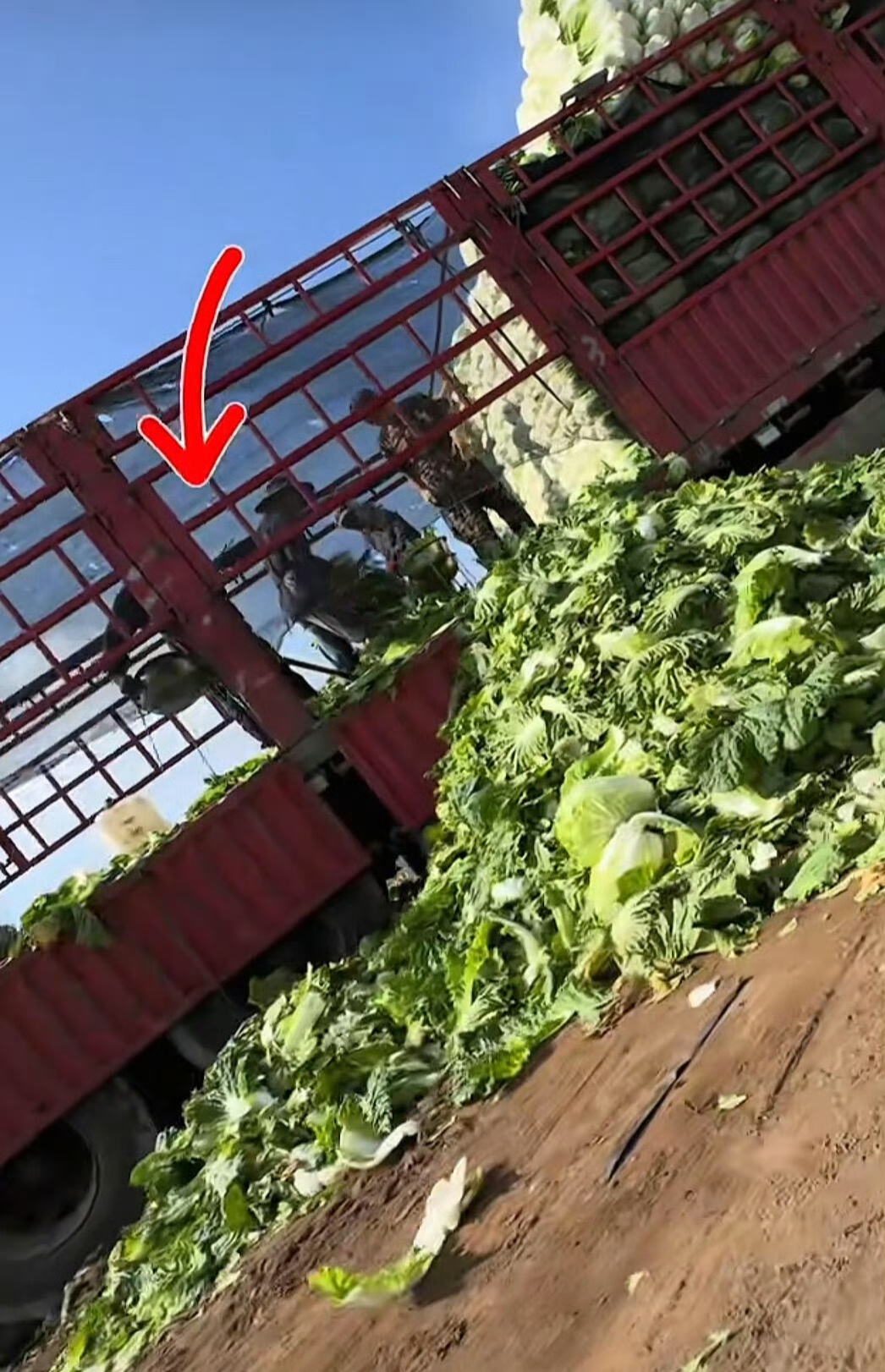 甲醛白菜 工人癌症风险白菜蘸甲醛？？几毛钱一斤的大白菜老百姓都不能放心吃了么？食