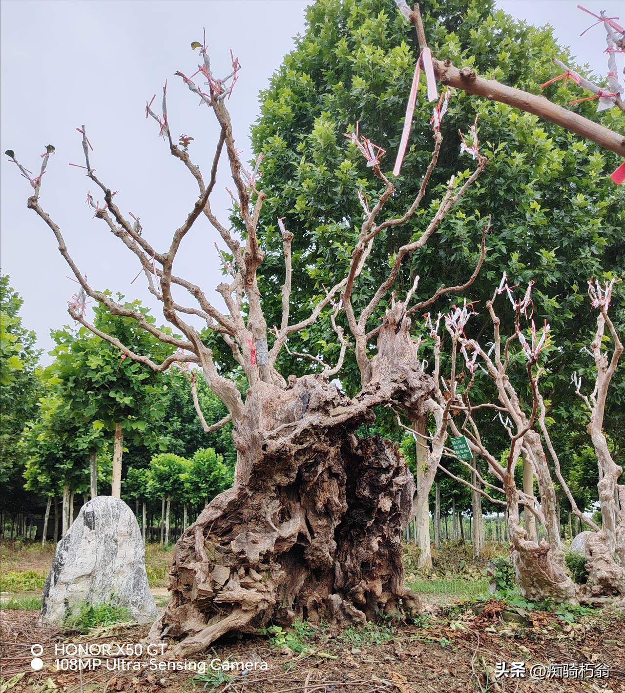 我们仔细看看，这棵古桩紫薇树奇怪的样子[大笑]