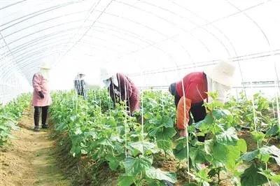 老婆今天去打工，是在塑料大棚里干活。

中午时分，大棚里里热得像是大蒸笼。

老
