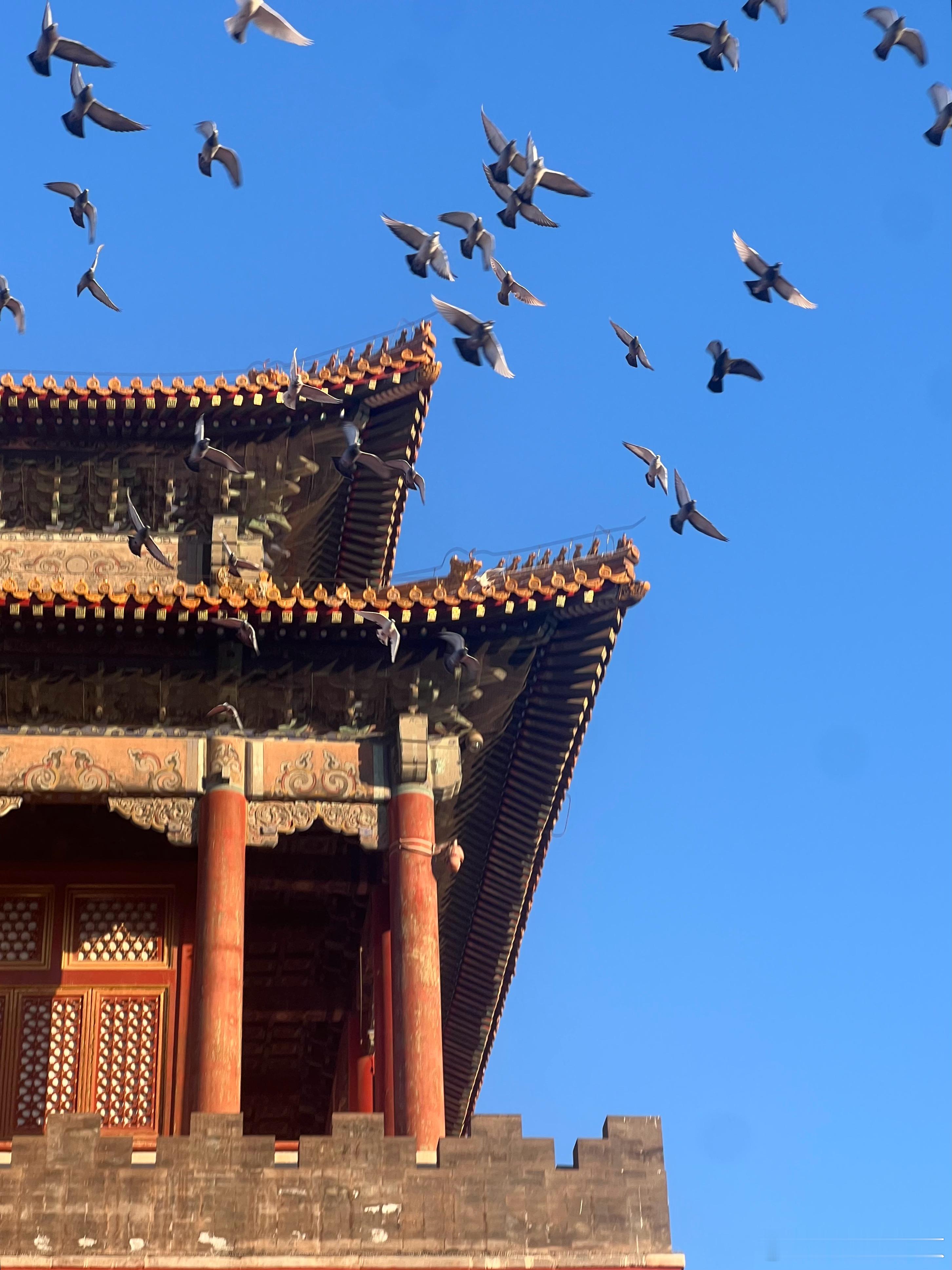 故宫 午门鸽子飞摄影